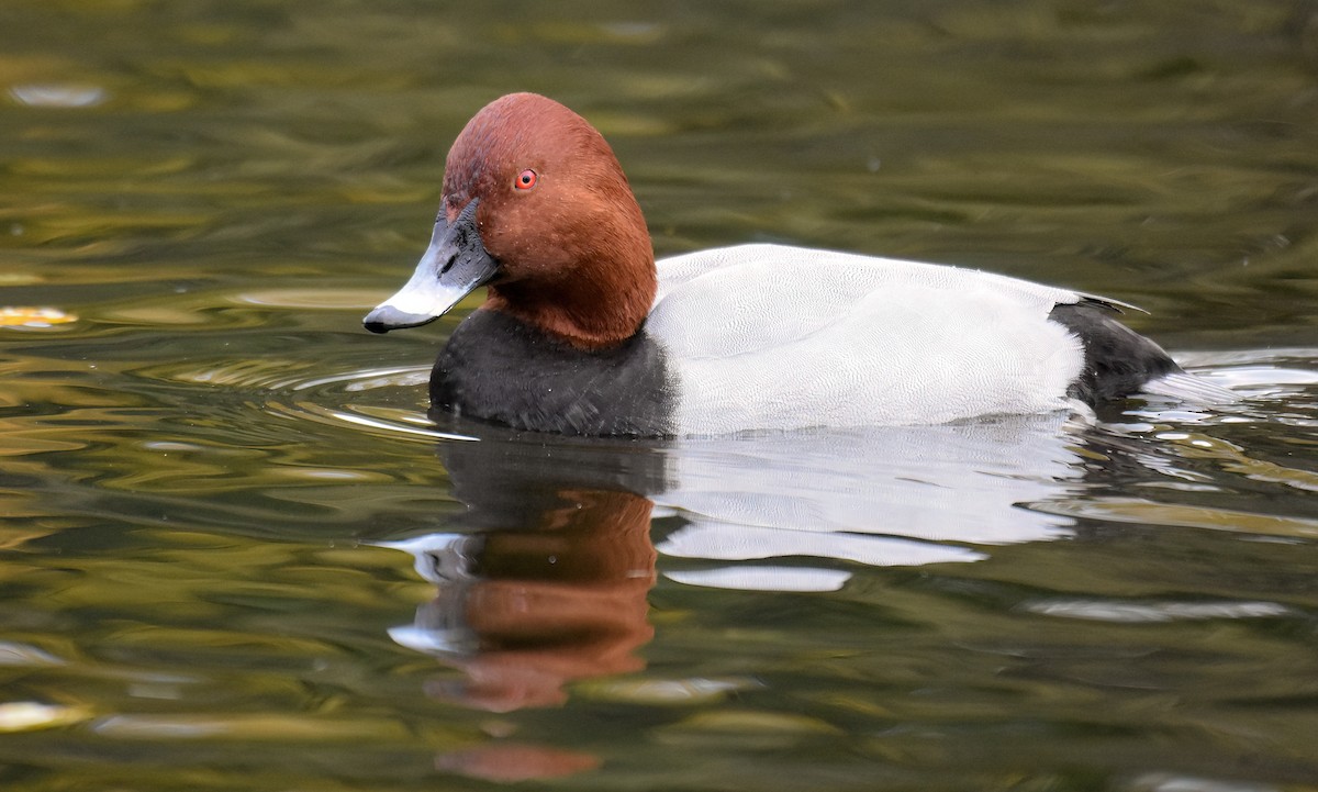 taffeland - ML644761511