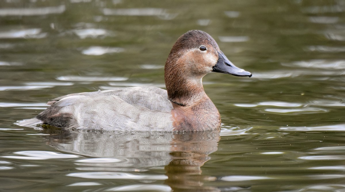 taffeland - ML644761512