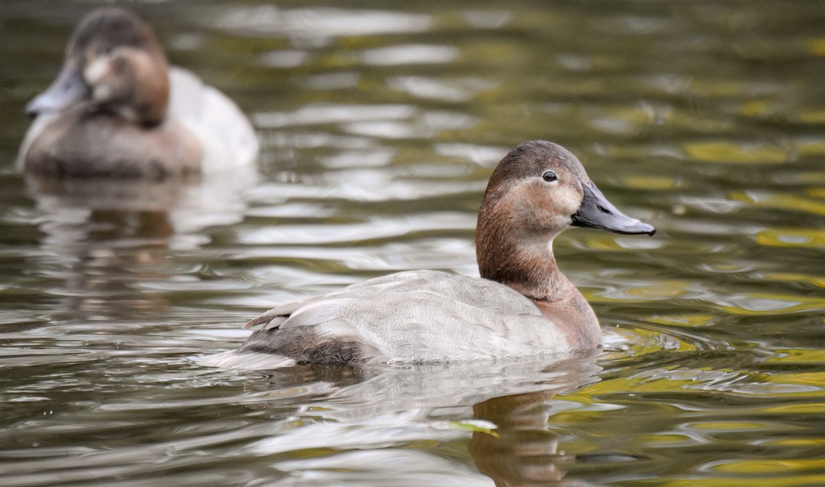 taffeland - ML644761513