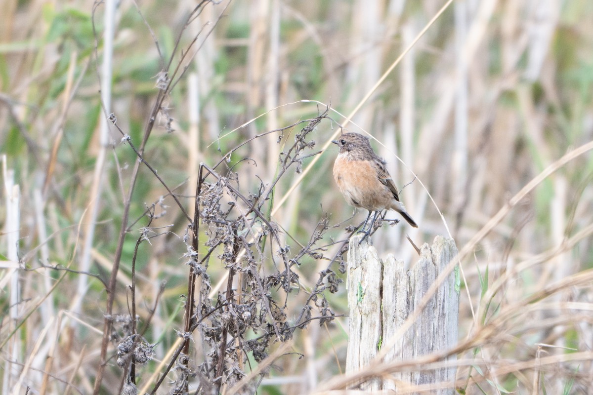 Трав'янка чорноголова - ML644761516