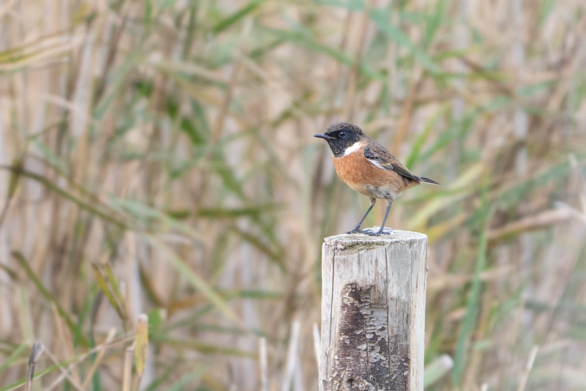 Трав'янка чорноголова - ML644761518