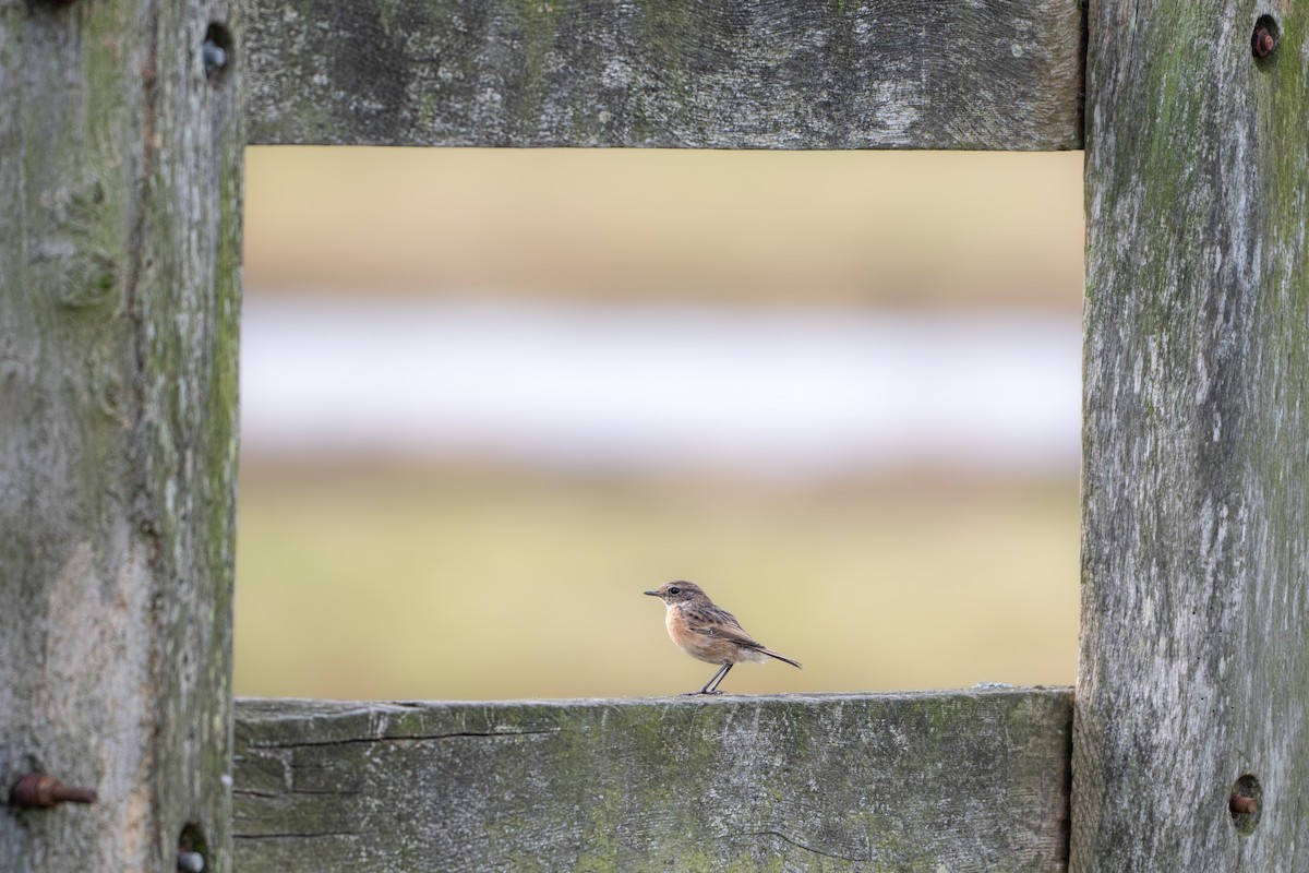 Трав'янка чорноголова - ML644761519