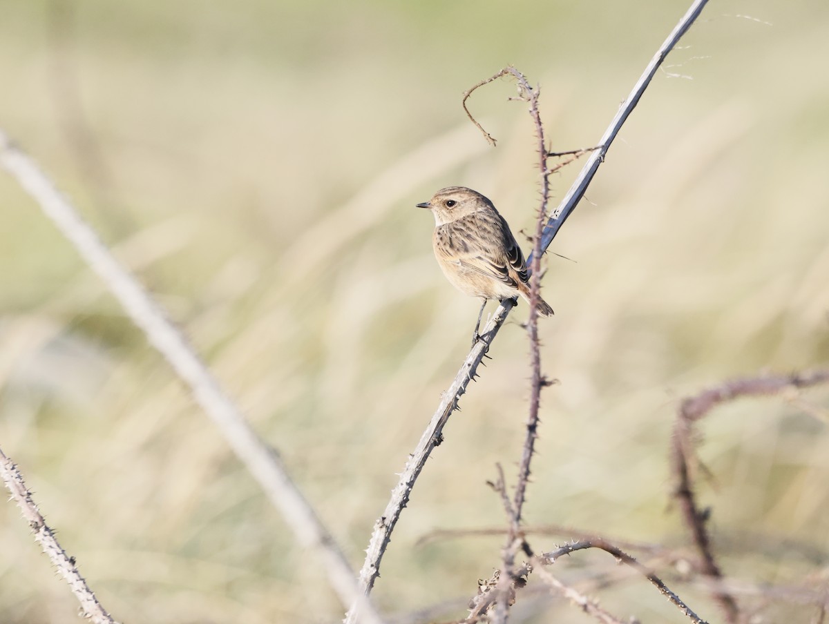 Трав'янка чорноголова - ML644761523