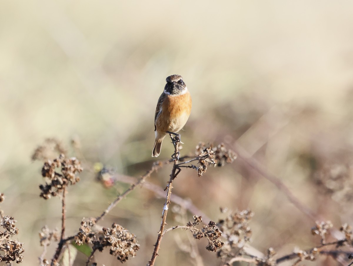 Трав'янка чорноголова - ML644761524