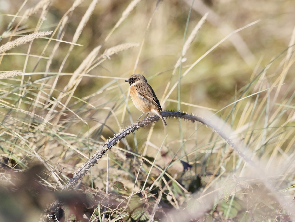 Трав'янка чорноголова - ML644761525