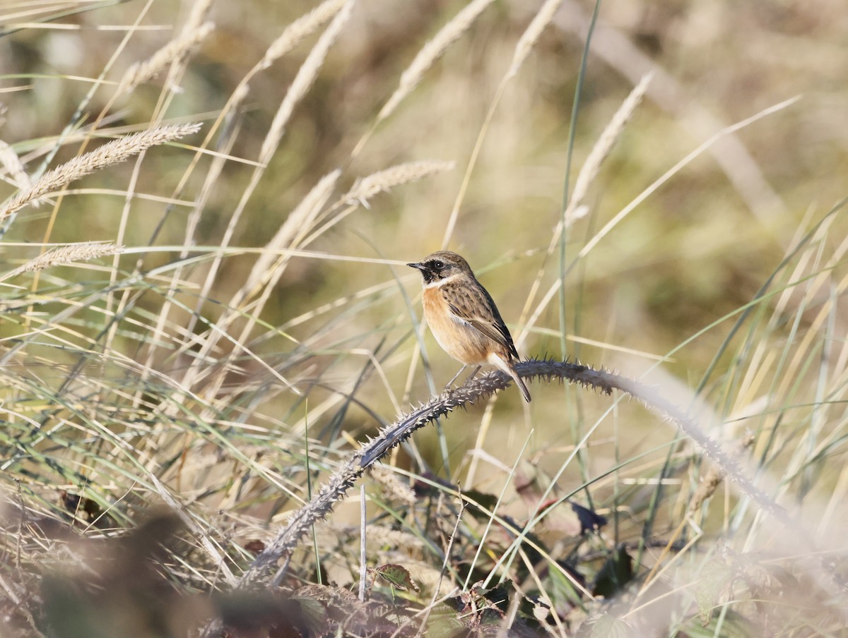 Трав'янка чорноголова - ML644761526