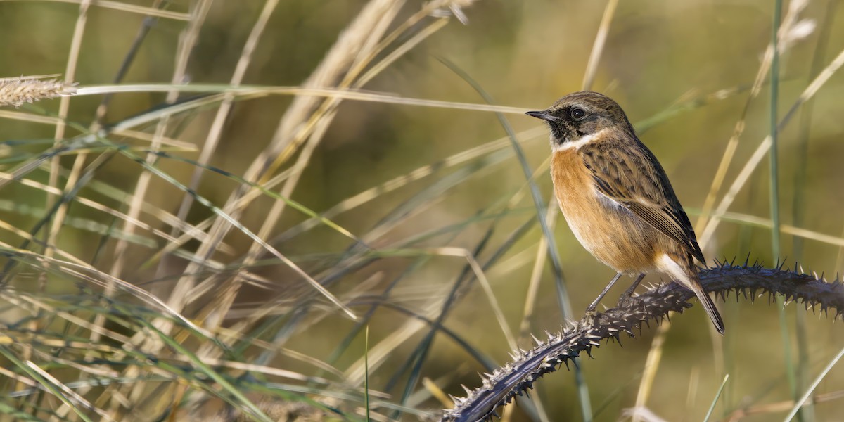 Трав'янка чорноголова - ML644761528