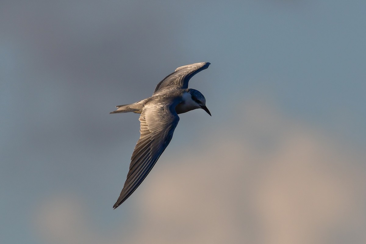 黑腹燕鷗 - ML644761535