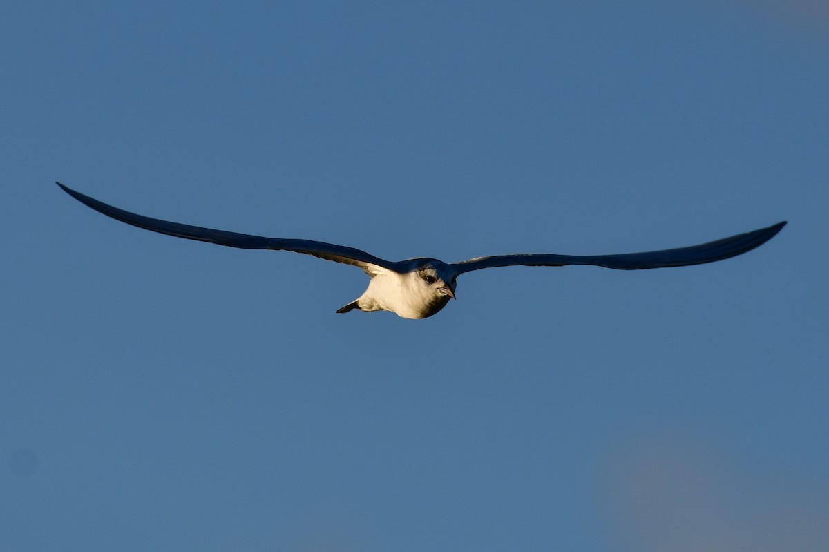 黑腹燕鷗 - ML644761536