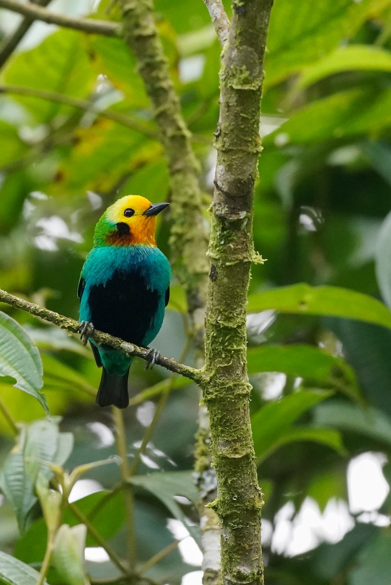 Multicolored Tanager - ML644761539
