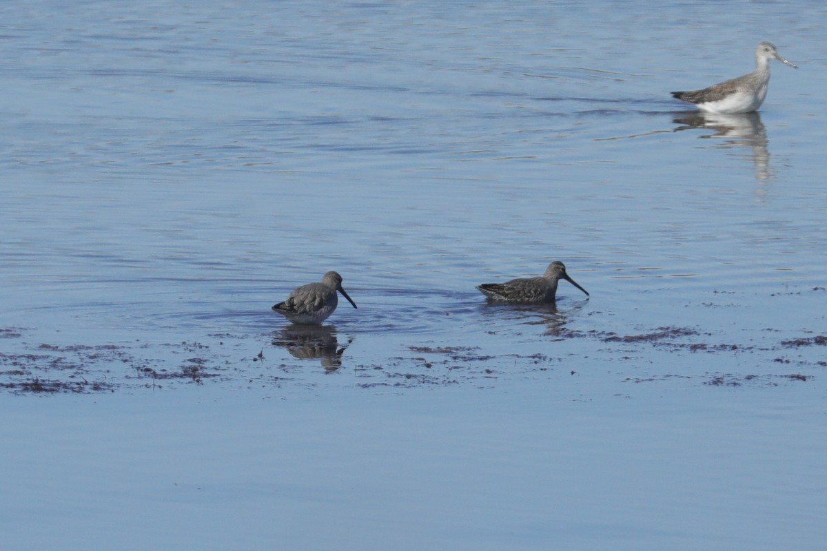 Short-billed Dowitcher - ML644761544