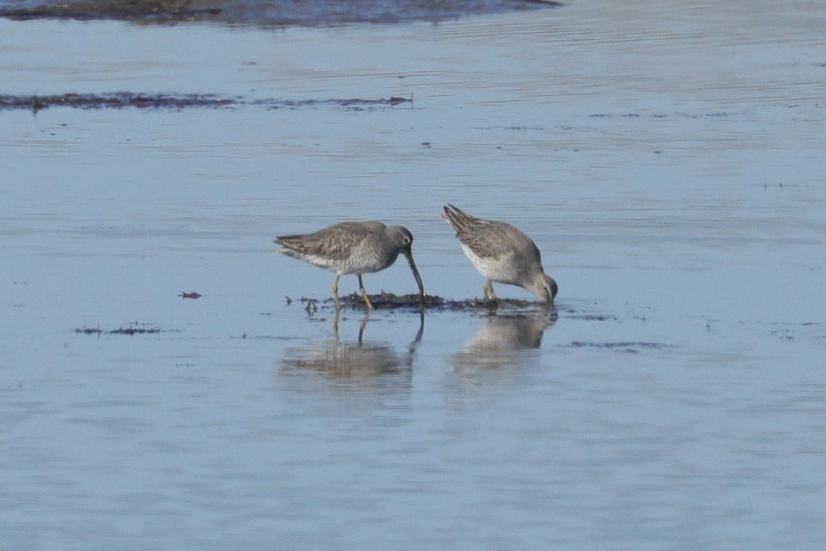 Short-billed Dowitcher - ML644761545