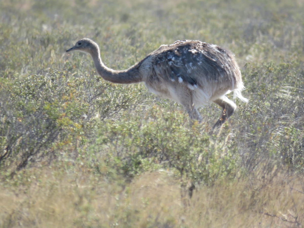 Lesser Rhea - ML644761549