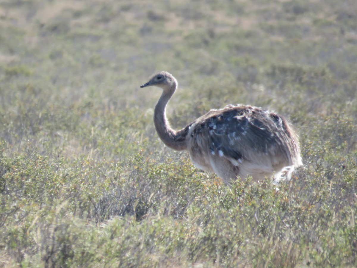 Lesser Rhea - ML644761550