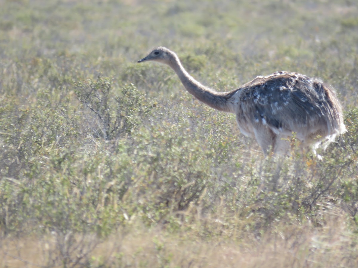 Lesser Rhea - ML644761551