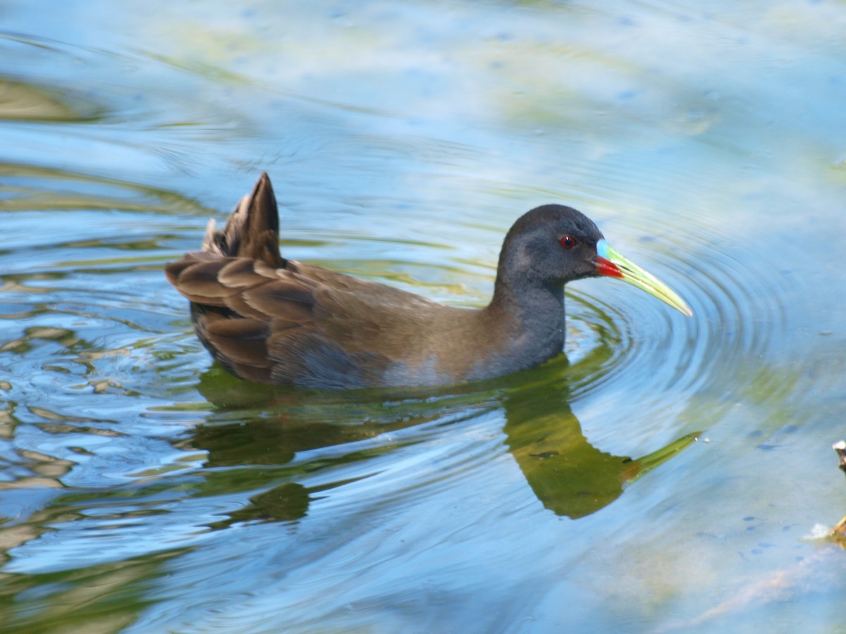 Kurşuni Sukılavuzu - ML644761554