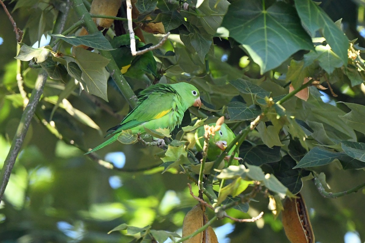 Yellow-chevroned Parakeet - ML644761555