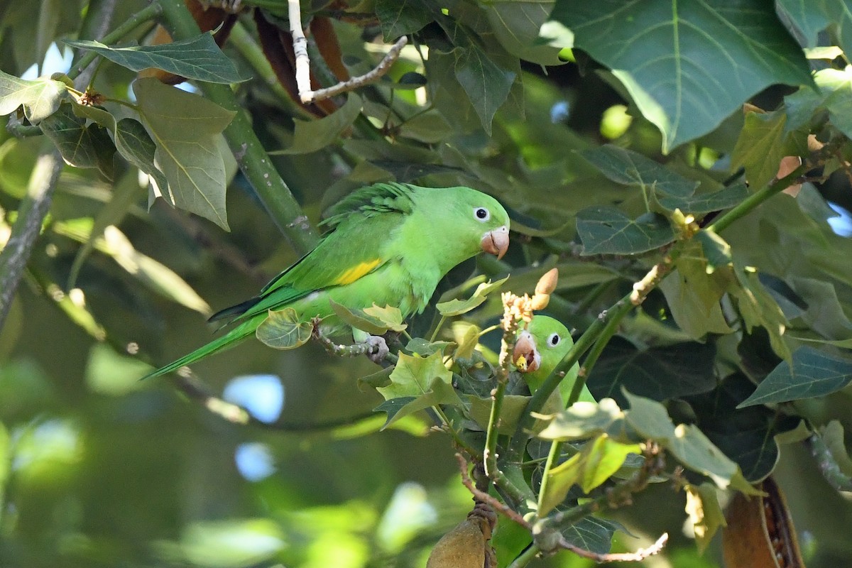 Yellow-chevroned Parakeet - ML644761556