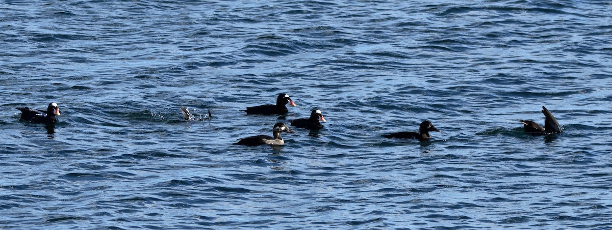 Surf Scoter - ML644761558