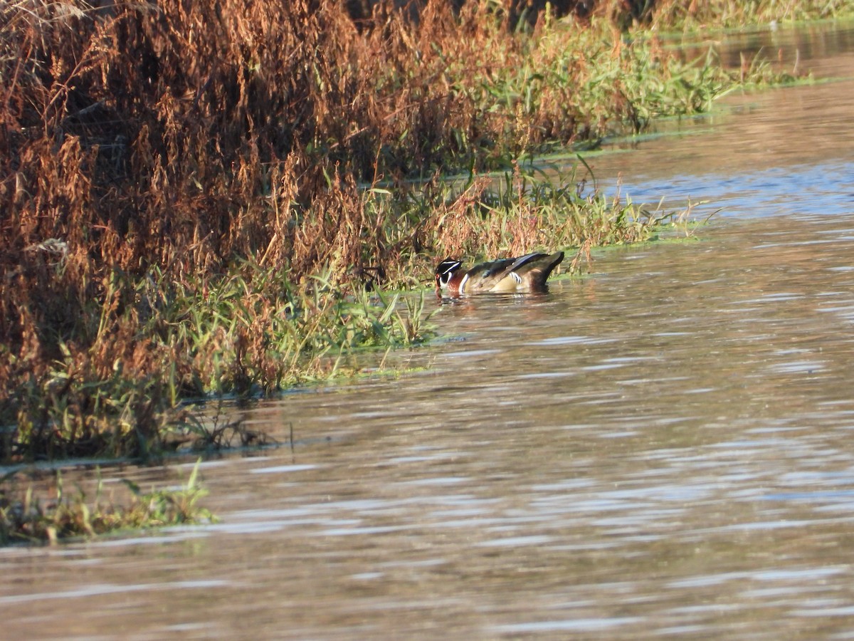 Wood Duck - ML644761559