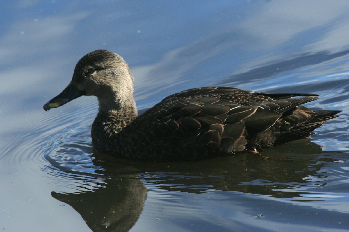 American Black Duck - ML644761560