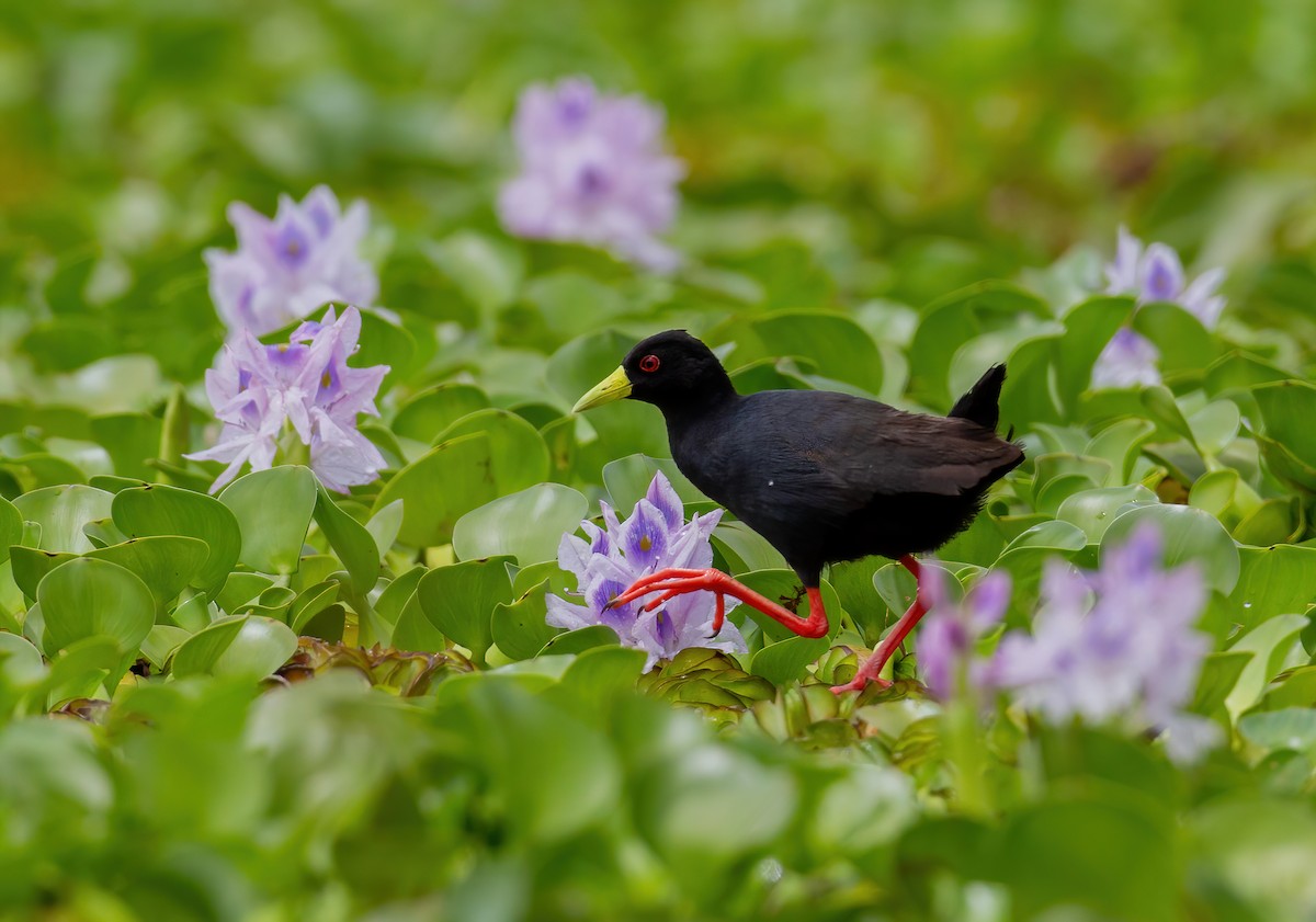 svartrikse - ML644761567