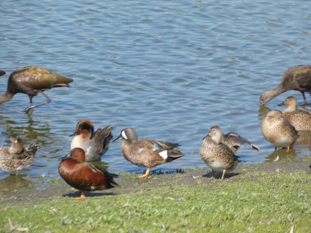 ミカヅキシマアジ - ML644761580