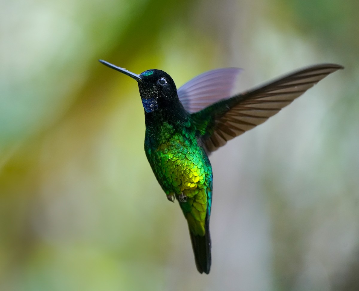 Dusky Starfrontlet - ML644761583