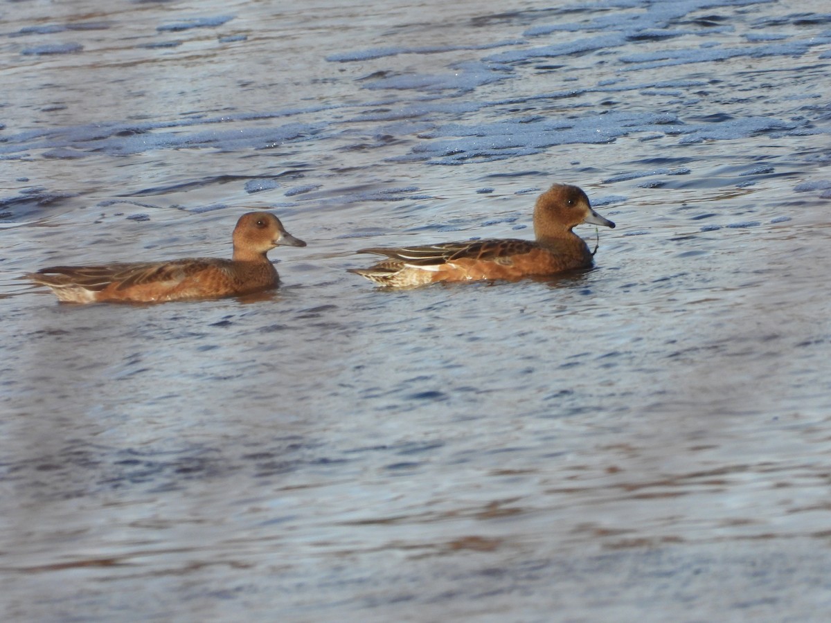 Eurasian Wigeon - ML644761584