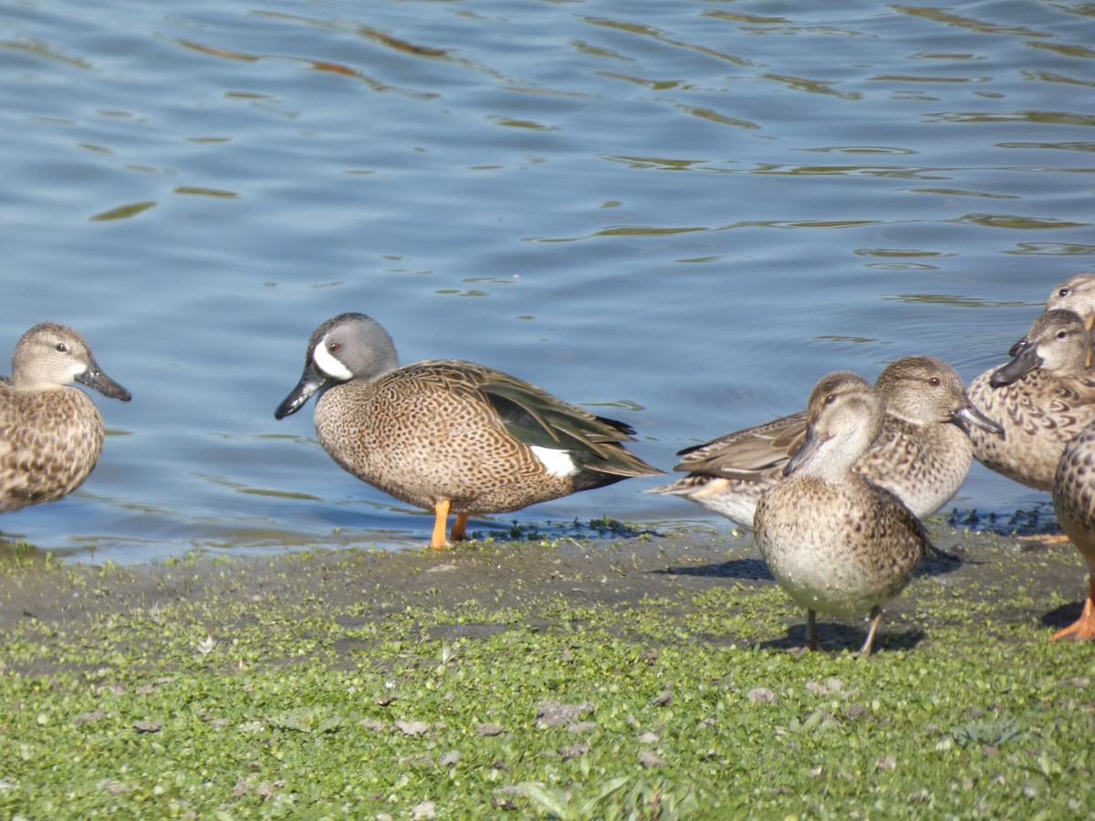 ミカヅキシマアジ - ML644761596