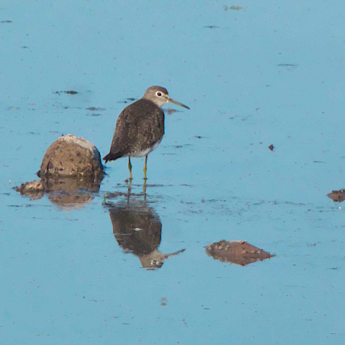 Solitary Sandpiper - ML644761601