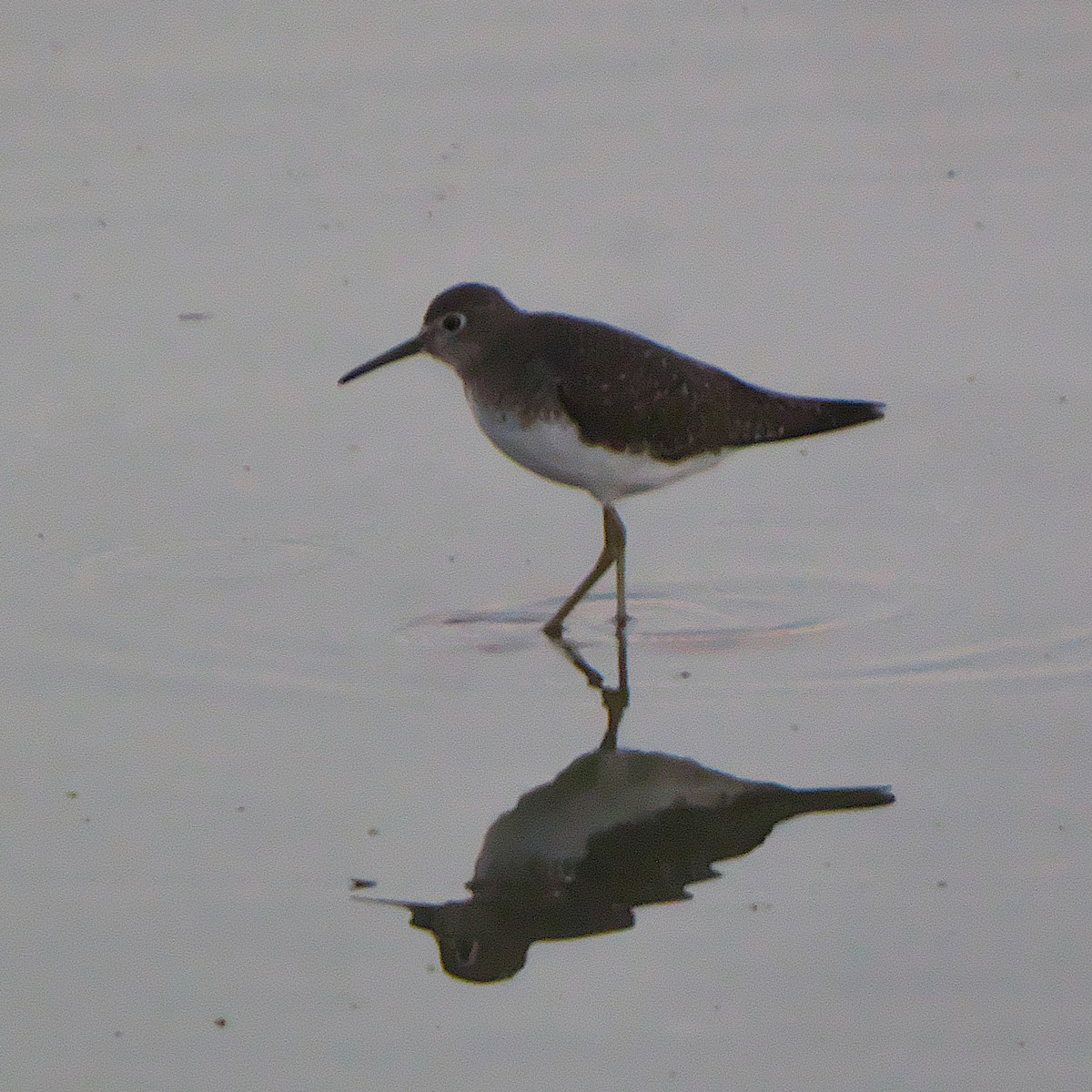Solitary Sandpiper - ML644761602