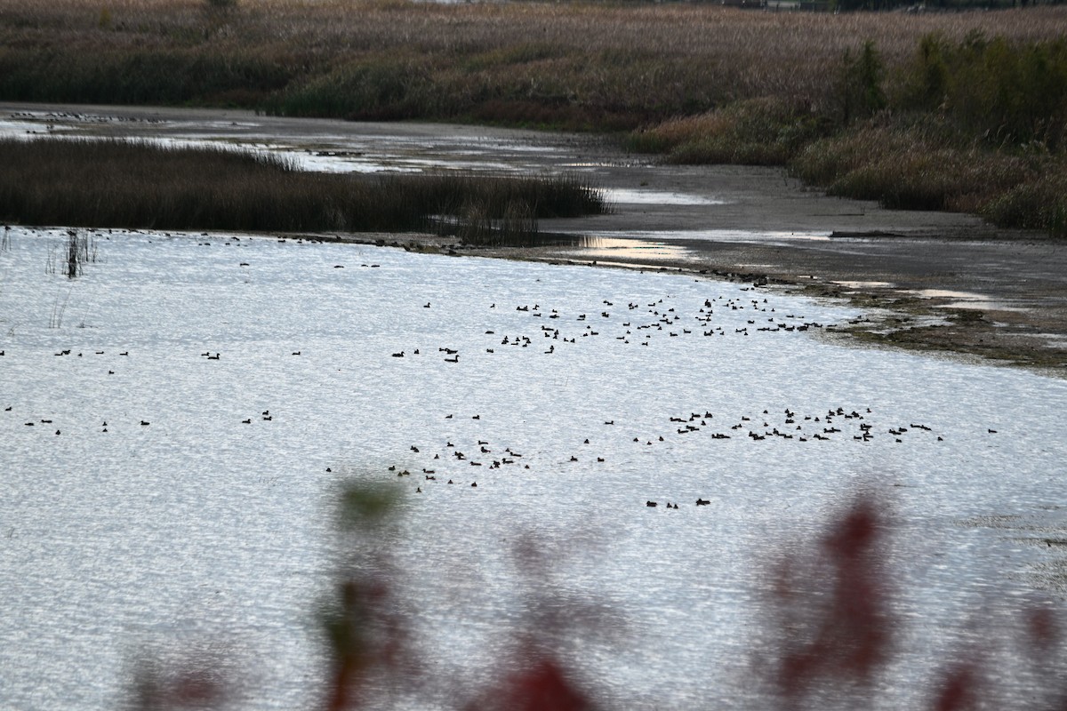 Лиска американська - ML644761605