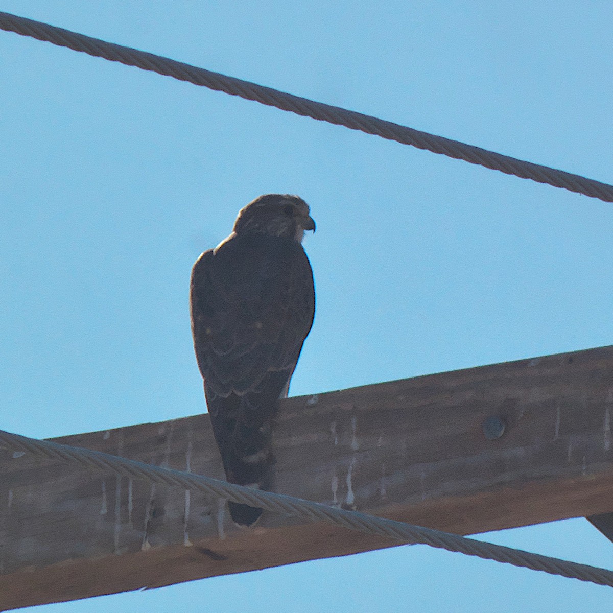 Merlin (Prairie) - ML644761607