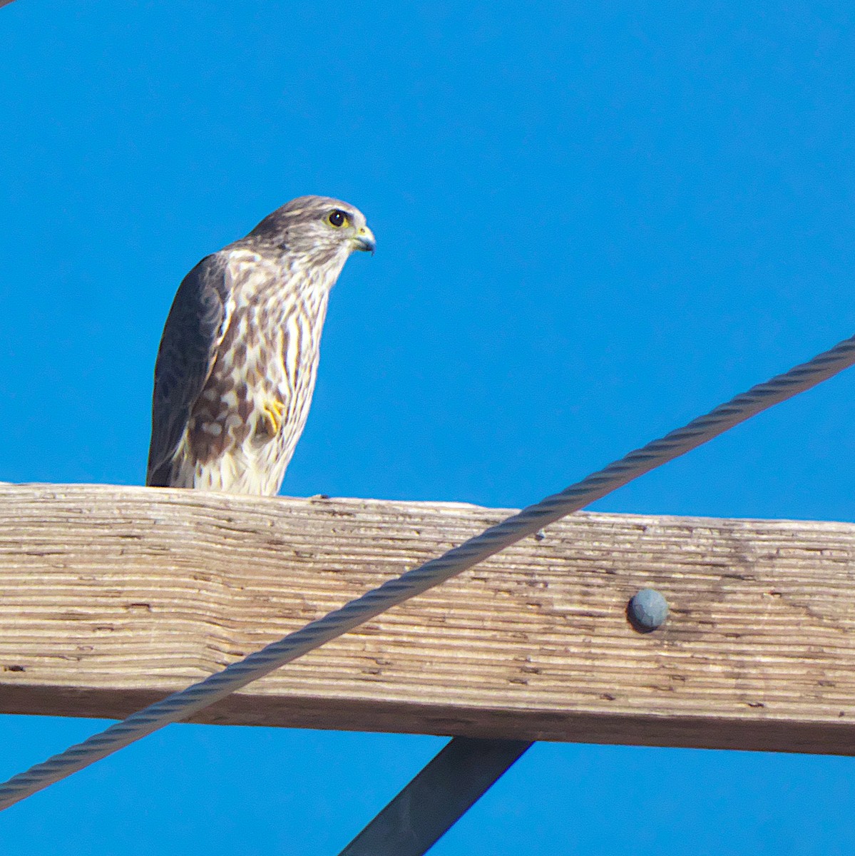 Merlin (Prairie) - ML644761608