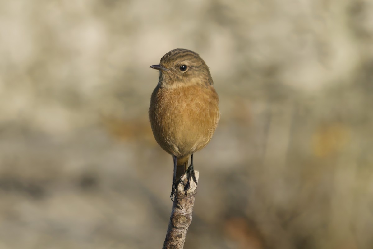 Трав'янка чорноголова - ML644761609