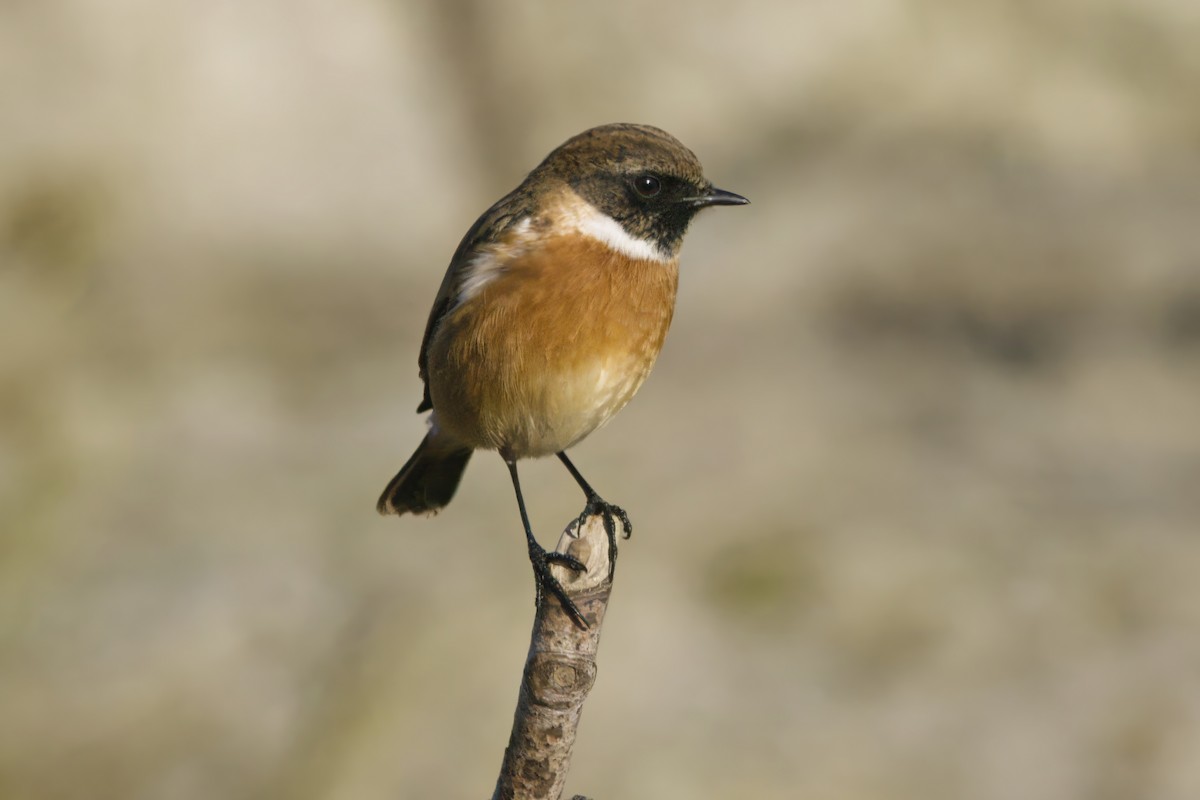 Трав'янка чорноголова - ML644761610