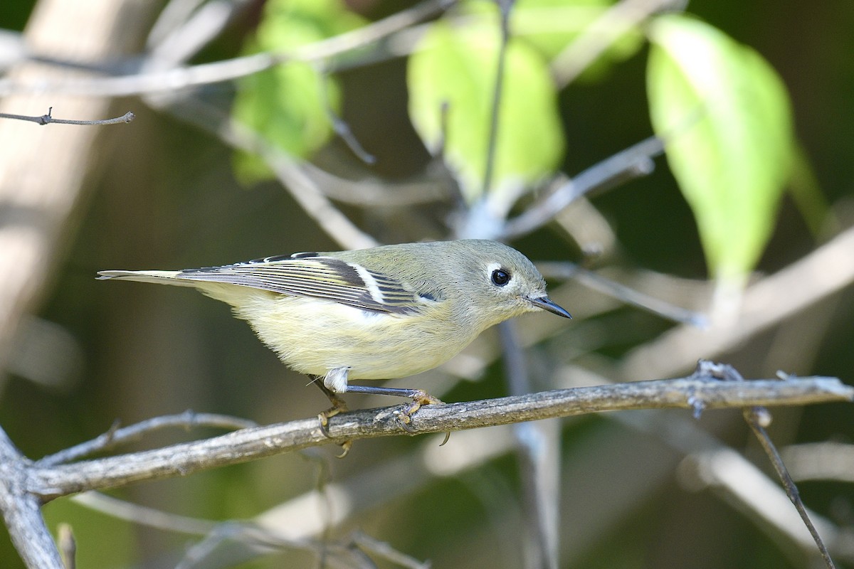 Ruby-crowned Kinglet - ML644761611