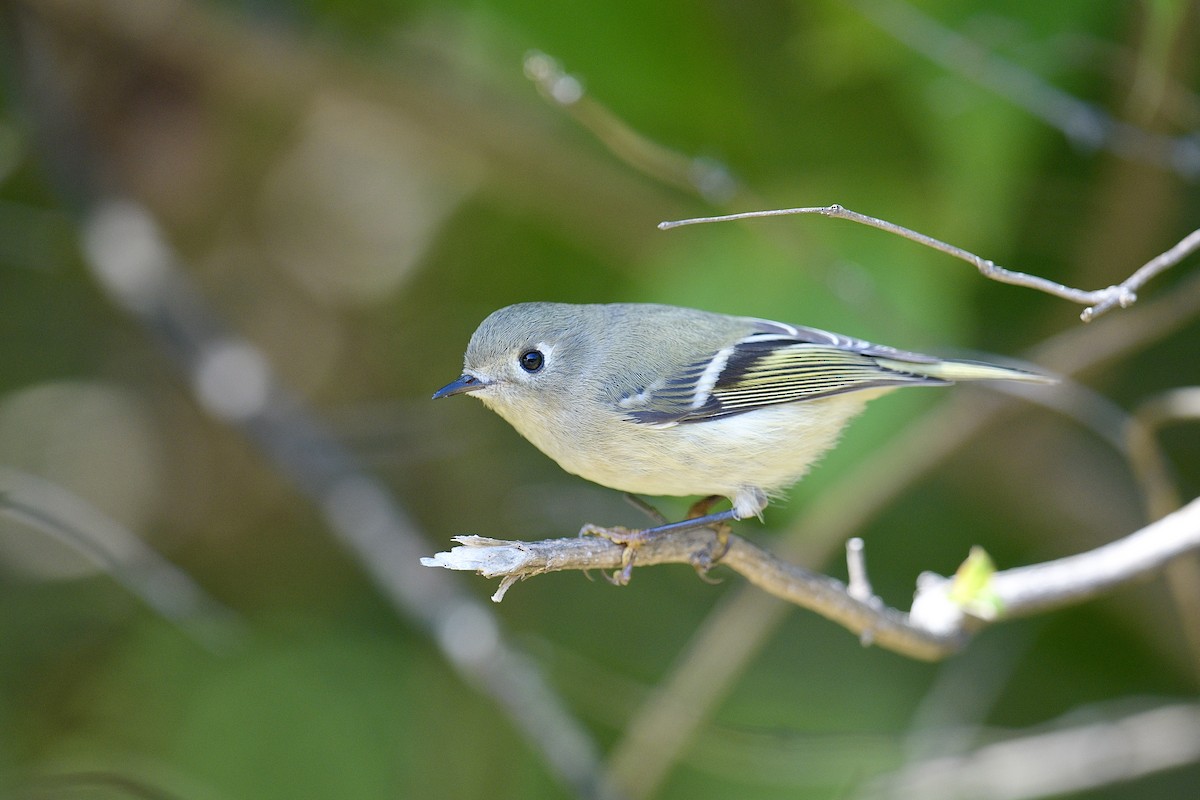 Ruby-crowned Kinglet - ML644761612