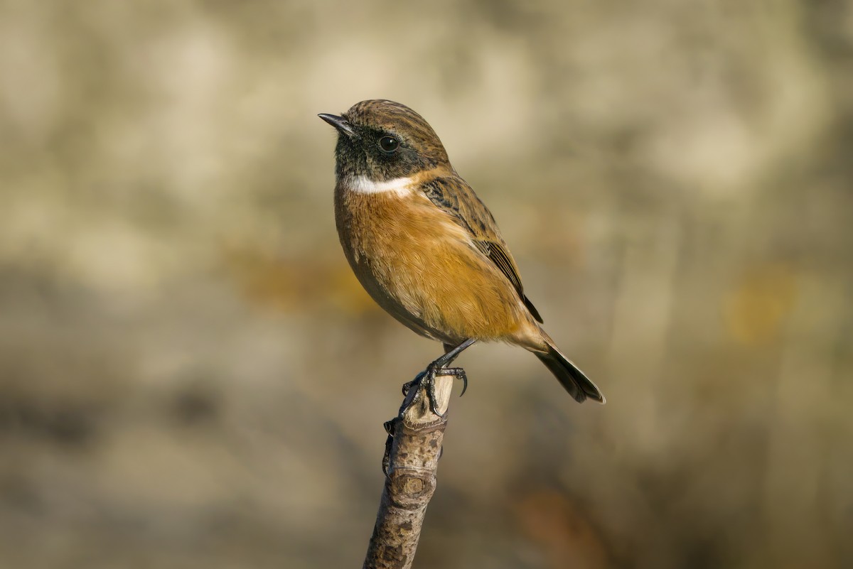 Трав'янка чорноголова - ML644761614