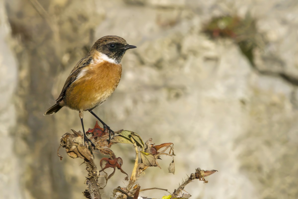 Трав'янка чорноголова - ML644761615