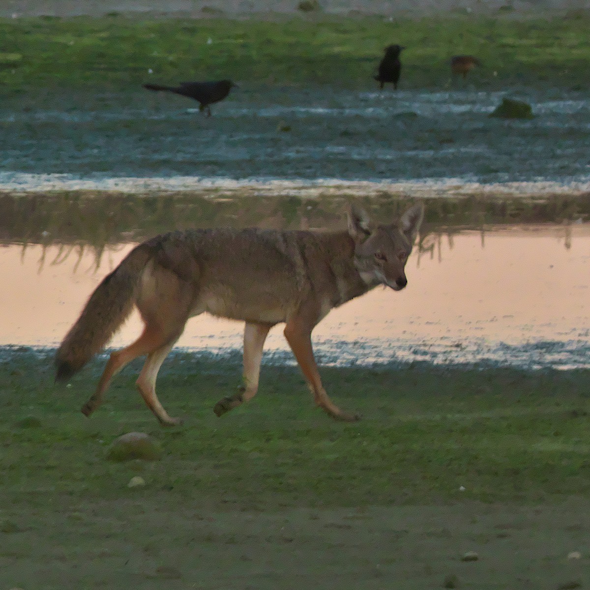 Coyote - ML644761620