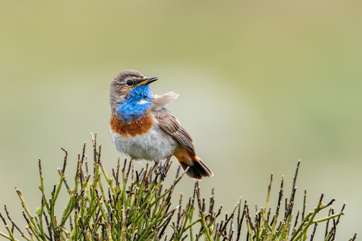 Pettazzurro - ML644761622