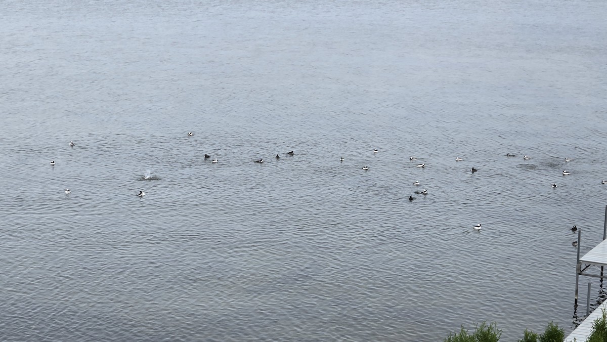 Bufflehead - ML644761625