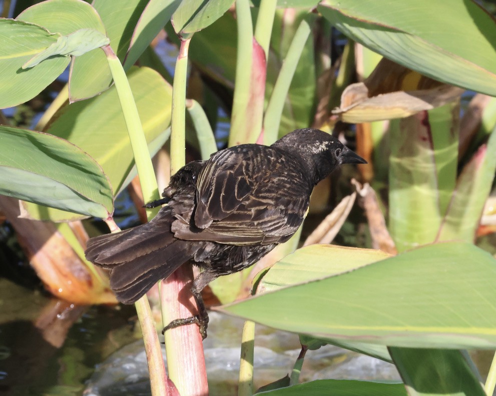 Varillero Aliamarillo - ML644761637