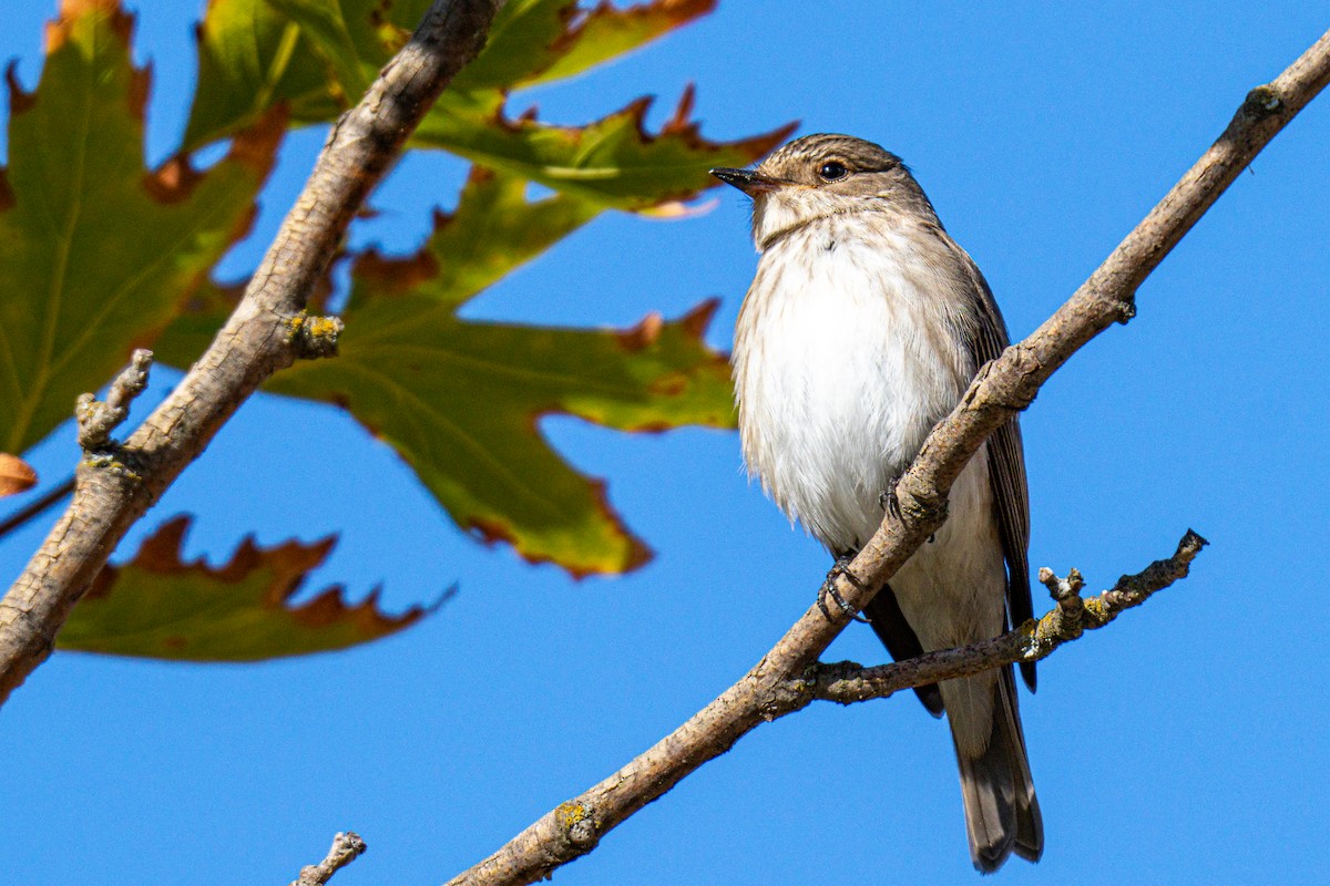 Spotted Flycatcher - ML644761642