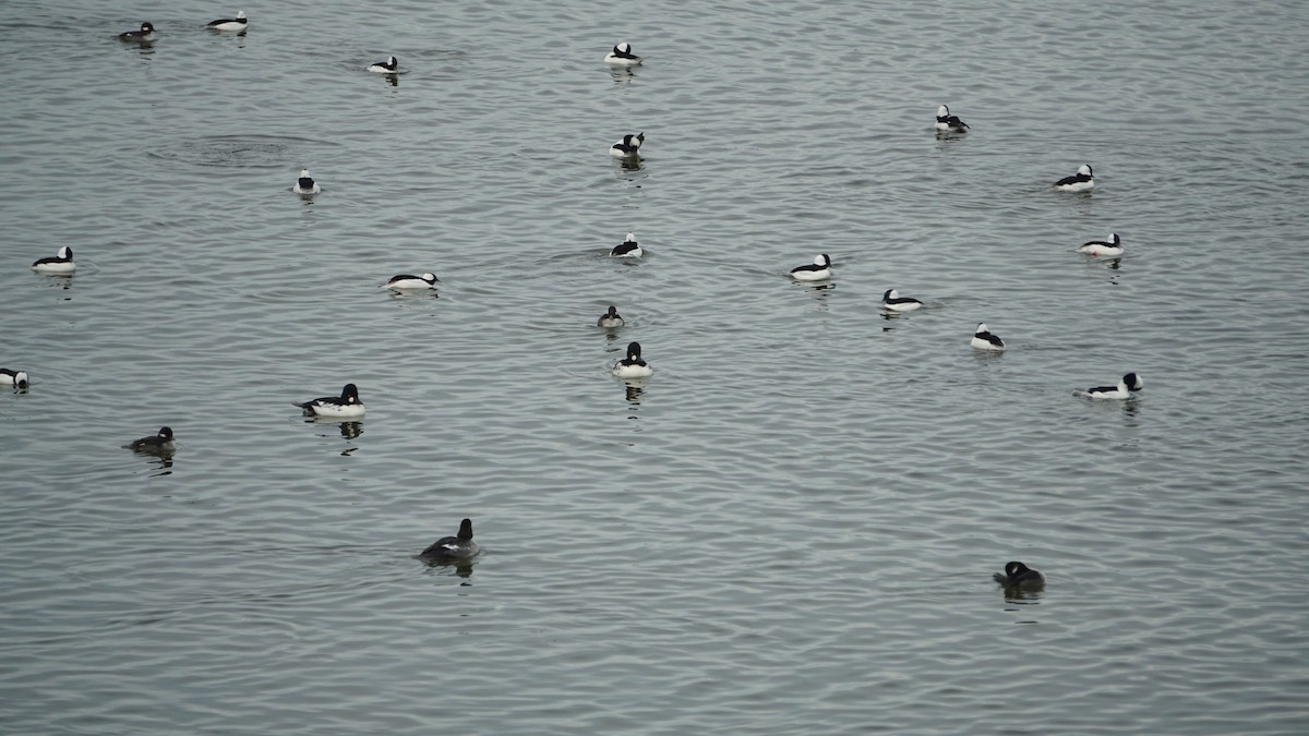 Common Goldeneye - ML644761648