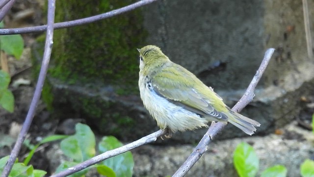 møllparula - ML644761650