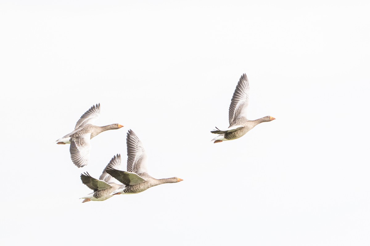 Graylag Goose - ML644761653