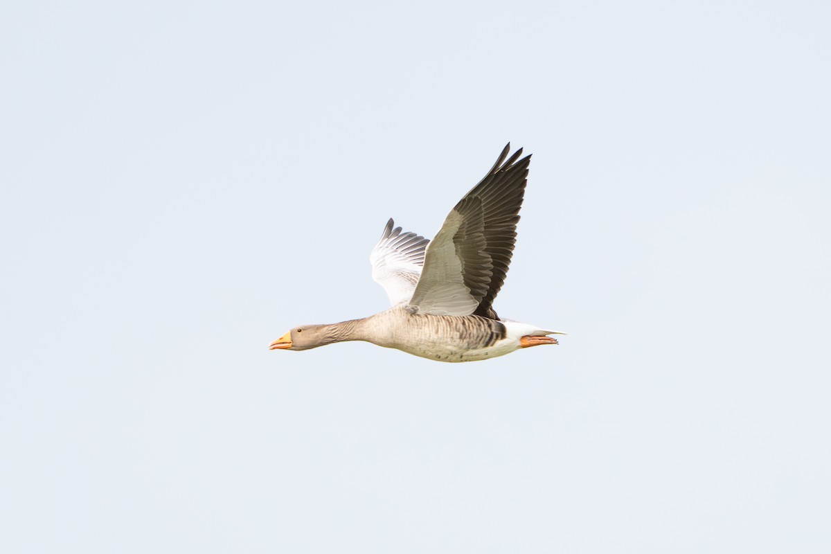 Graylag Goose - ML644761657